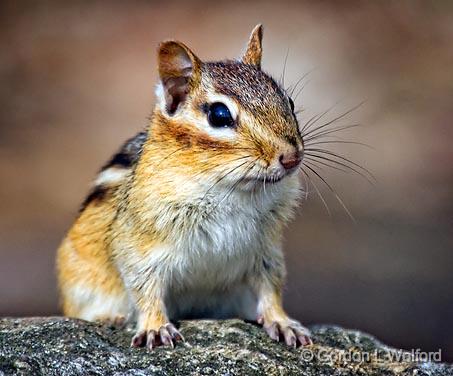 Chipmunk On A Rock_53106.jpg - Eastern Chipmunk (Tamias striatus) photographed at Ottawa, Ontario - the Capital of Canada.